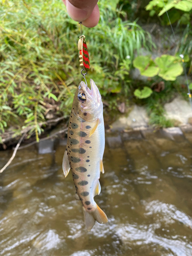 ヤマメの釣果