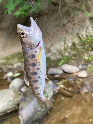 ヤマメの釣果