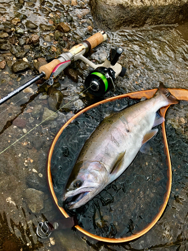 ヤマメの釣果