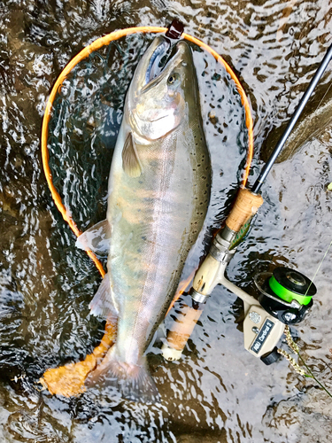 ヤマメの釣果