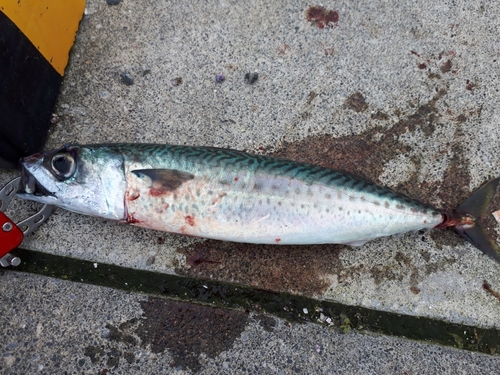 サバの釣果