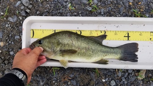 ラージマウスバスの釣果