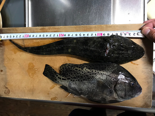 マゴチの釣果