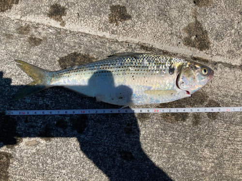 コノシロの釣果