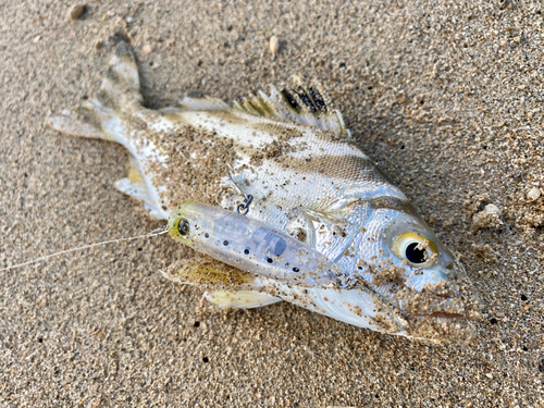 コトヒキの釣果