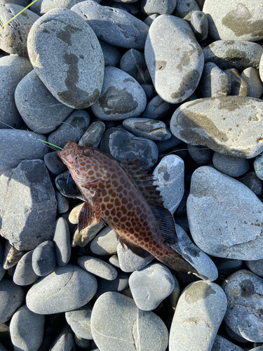 オオモンハタの釣果