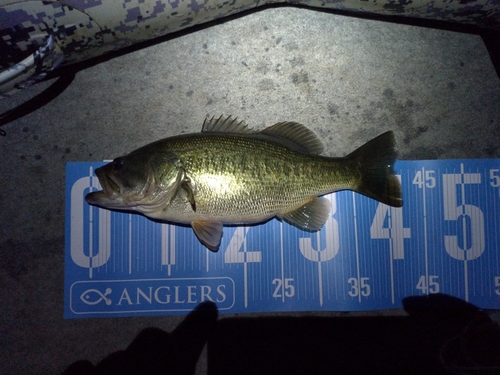 ブラックバスの釣果