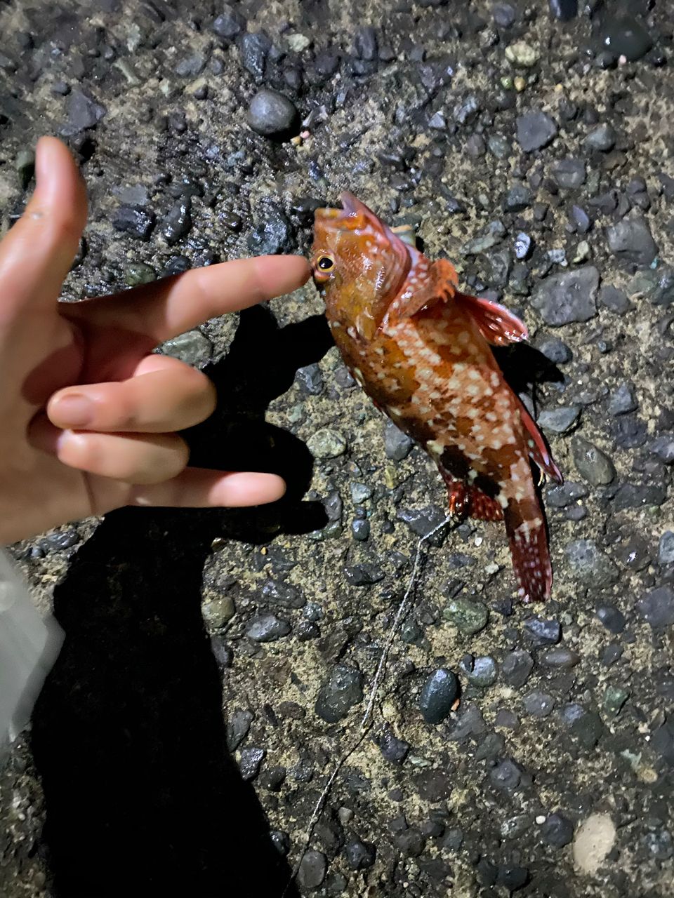 カサゴ