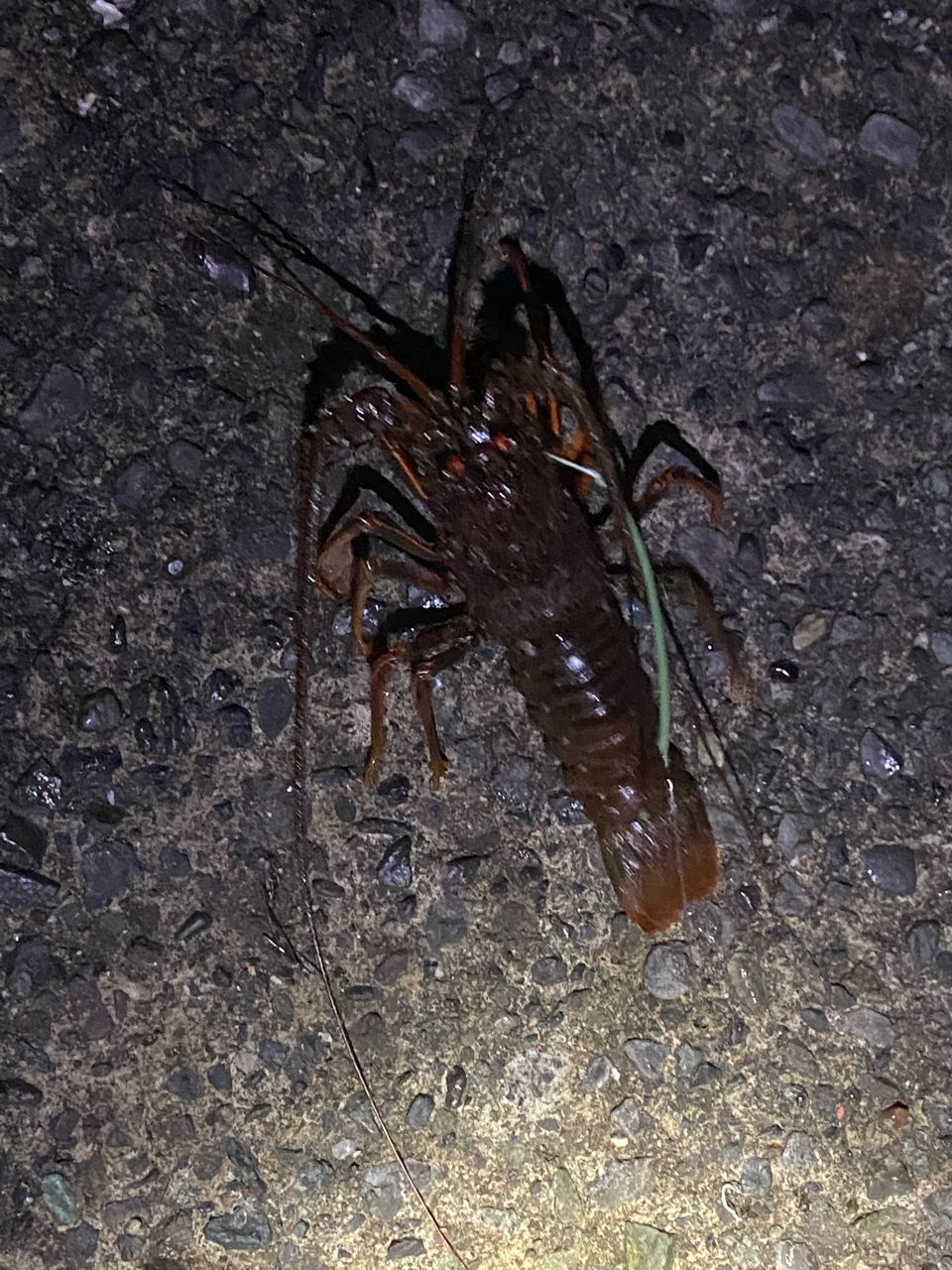 イセエビ