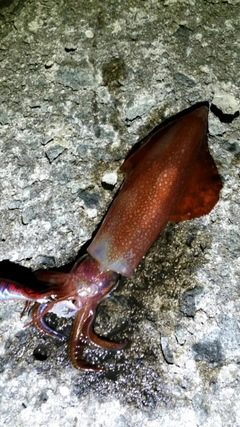 ケンサキイカの釣果