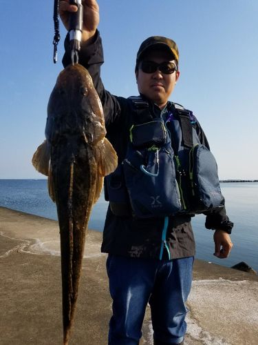 マゴチの釣果