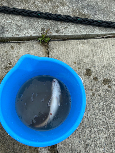 イシモチの釣果