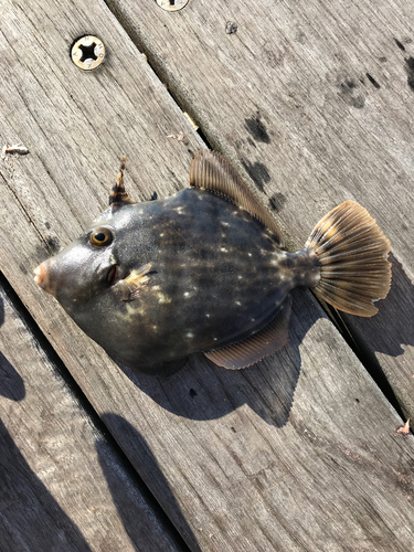 カワハギの釣果