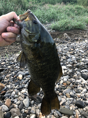 スモールマウスバスの釣果