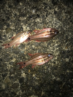 ネンブツダイの釣果