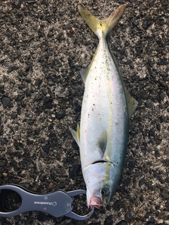 ツバスの釣果