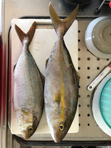 ショゴの釣果