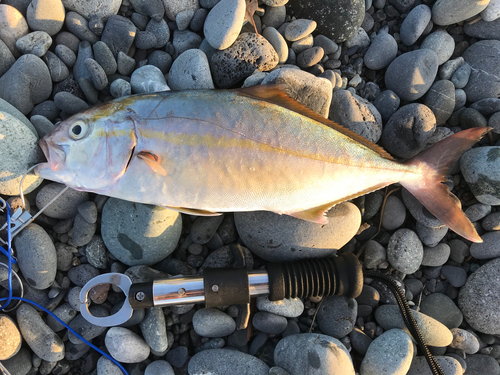 ショゴの釣果