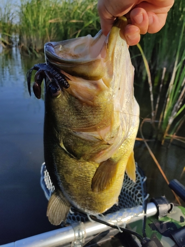 ブラックバスの釣果