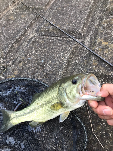 ラージマウスバスの釣果