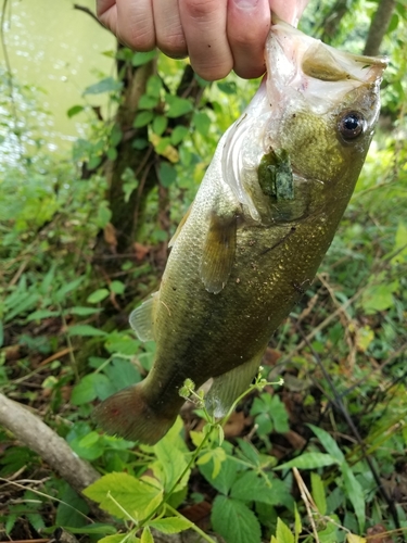 ラージマウスバスの釣果