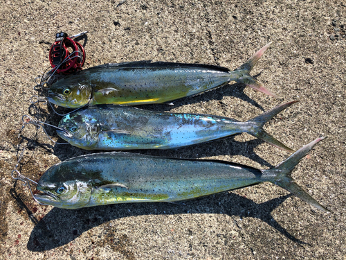 シイラの釣果