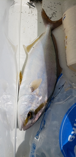 カンパチの釣果