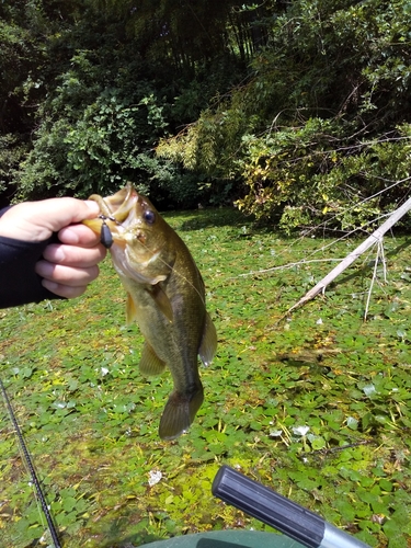 ブラックバスの釣果