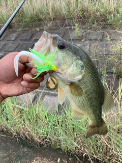 ラージマウスバスの釣果