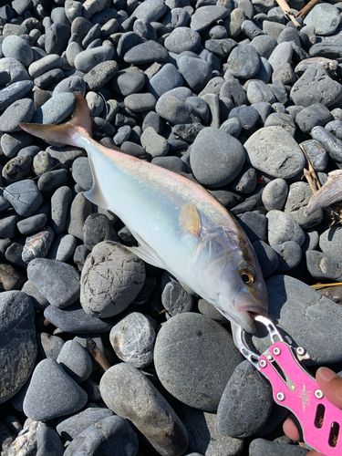 ショゴの釣果