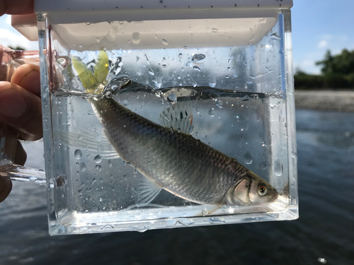 オイカワの釣果