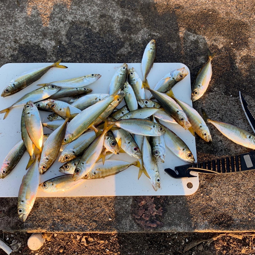 アジの釣果