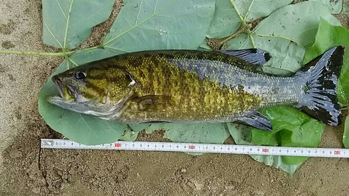 スモールマウスバスの釣果