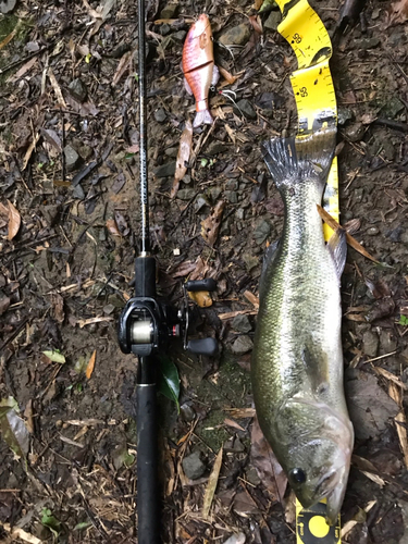 ブラックバスの釣果