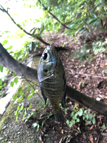 ブルーギルの釣果