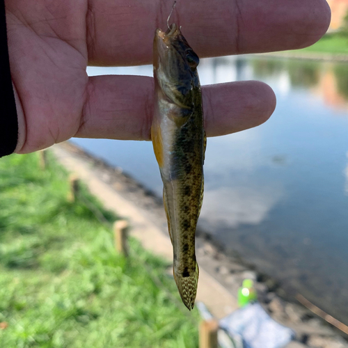 マハゼの釣果