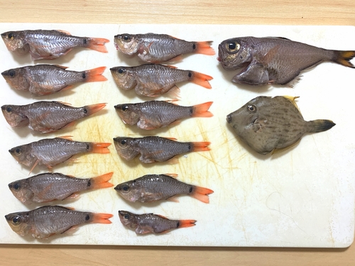 ネンブツダイの釣果