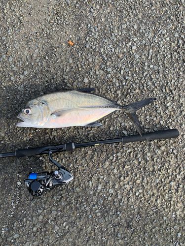 ロウニンアジの釣果