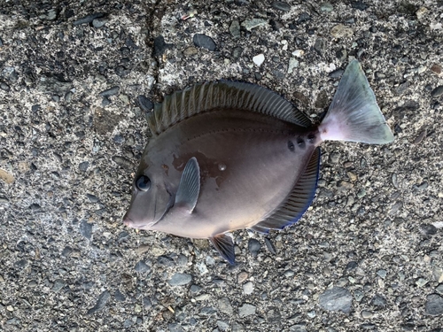 ニザダイの釣果