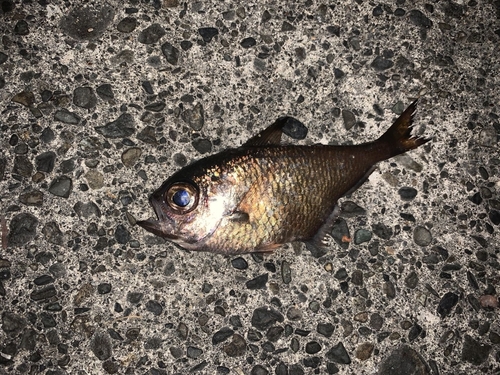 スズメダイの釣果