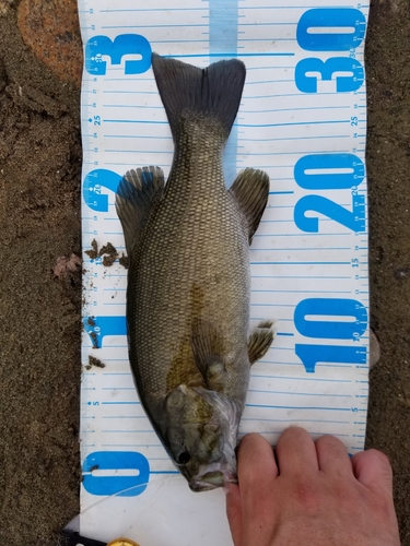 スモールマウスバスの釣果