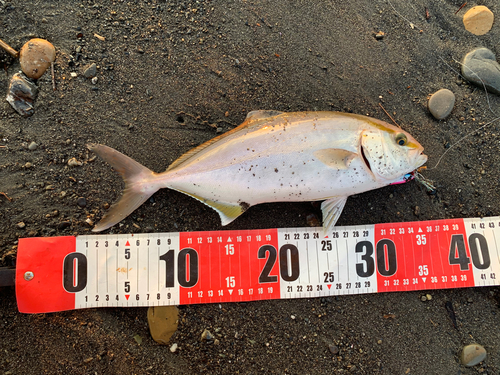 ショゴの釣果