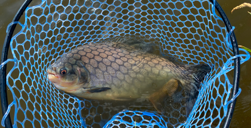 コロソマの釣果