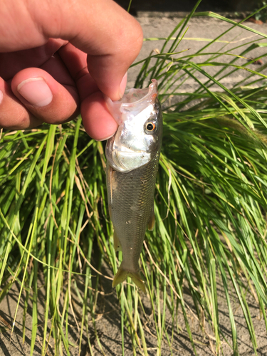 ハスの釣果