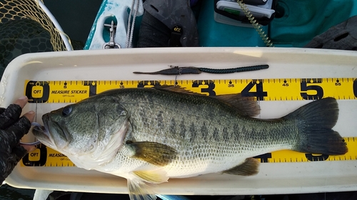 ブラックバスの釣果