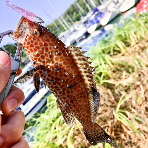 オオモンハタの釣果