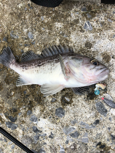 ソイの釣果