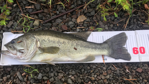 ブラックバスの釣果