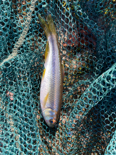 カワムツの釣果