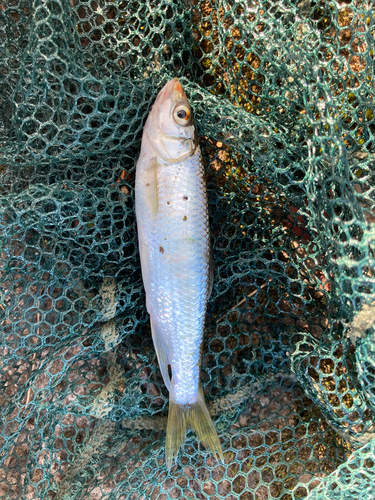 オイカワの釣果